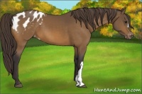Horse Color:Buckskin Blanket 