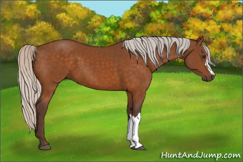 Horse Color:Silver Buckskin 