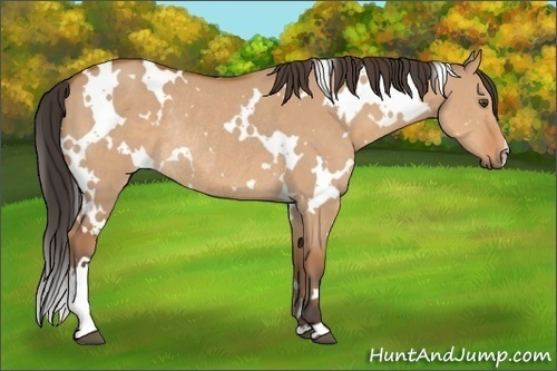 Horse Color:White Spotted Bay Dun Rabicano