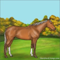 Horse Color:Silver Buckskin