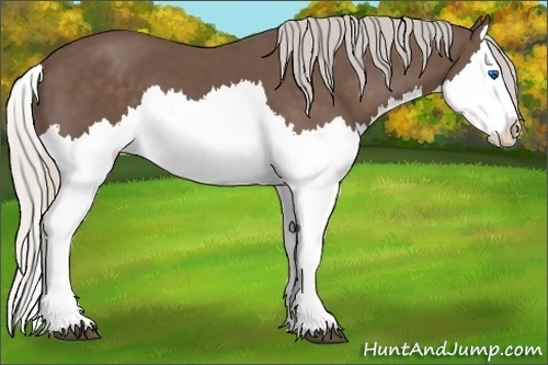 Horse Color:Silver Black Splash