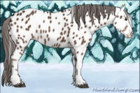 Horse Color:Liver Chestnut Near Leopard 