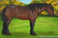 Horse Color:Black  and Brown 