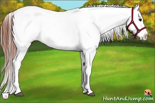 Horse Color:White Spotted Black Blanket Rabicano 