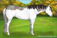 Horse Color:Liver Chestnut Ice Splash 