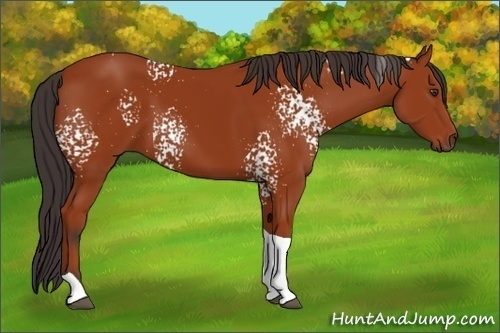 Horse Color:White Spotted Bay Tobiano 