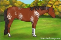 Horse Color:White Spotted Bay Tobiano 