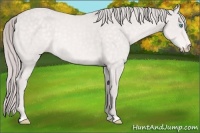 Horse Color:Platinum Perlino Rabicano 