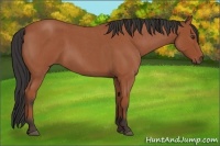 Horse Color:Bay Roan 
