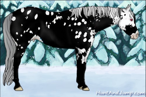 Horse Color:White Spotted Brown Chinchilla Pearl Appaloosa 