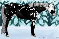 Horse Color:White Spotted Brown Chinchilla Pearl Appaloosa 