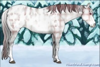 Horse Color:Plaid  White Spotted Brown Chinchilla Pearl Appaloosa 