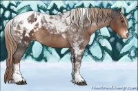 Horse Color:Liver Chestnut Tobiano Blanket Rabicano 