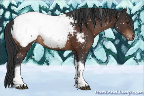 Horse Color:Brown Tobiano Snowcap 