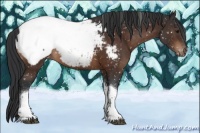Horse Color:Brown Tobiano Snowcap 