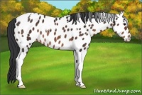 Horse Color:Brown Tobiano Near Leopard Rabicano 
