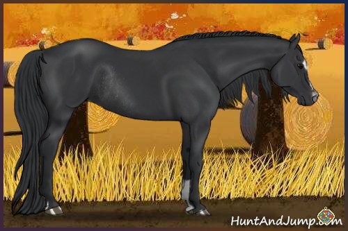 Horse Color:Black Sabino Rabicano 