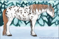 Horse Color:White Spotted Liver Chestnut Ice Sabino Splash Appaloosa 