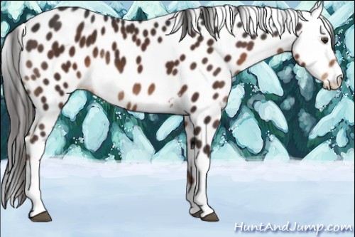 Horse Color:Liver Chestnut Sabino Tobiano Leopard Rabicano 
