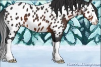 Horse Color:Brown Splash Appaloosa 