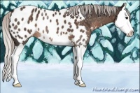 Horse Color:Silver Brown Sabino Splash Appaloosa 