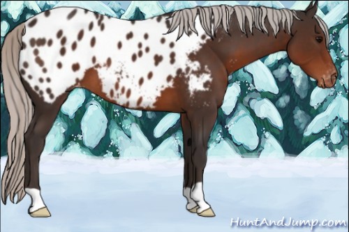 Horse Color:Silver Brown Near Leopard