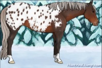 Horse Color:Silver Brown Near Leopard 