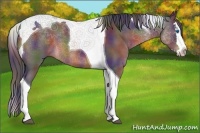 Horse Color:Nacre Brown Splash Tobiano 