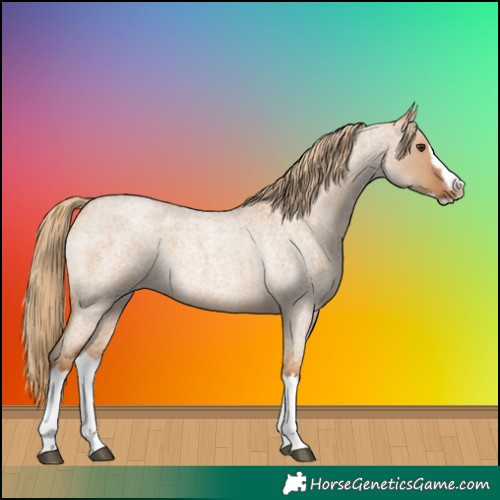 Horse Color:Red Dun Roan Splash Frame Rabicano 