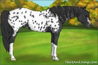 Horse Color:Black Appaloosa 