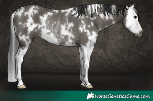 Horse Color:Gray White Spotted Grullo Splash Rabicano 