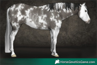 Horse Color:Gray White Spotted Grullo Splash Rabicano 