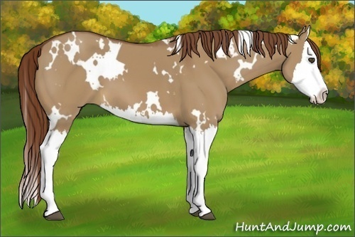Horse Color:White Spotted Red Dun Splash