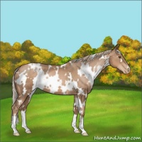 Horse Color:White Spotted Liver Chestnut Pearl 