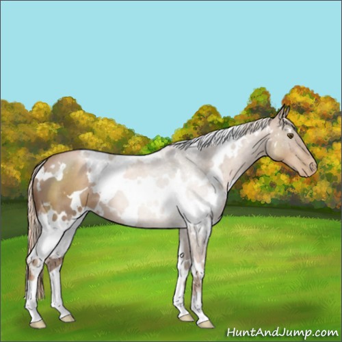 Horse Color:White Spotted Liver Chestnut Pearl 