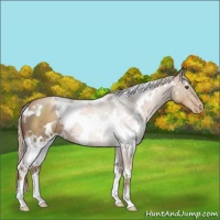 Horse Color:White Spotted Liver Chestnut Pearl 