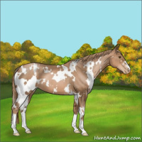 Horse Color:White Spotted Liver Chestnut Pearl 