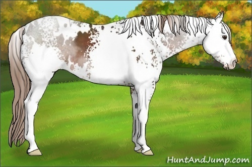 Horse Color:White Spotted Liver Chestnut 