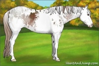Horse Color:White Spotted Liver Chestnut 