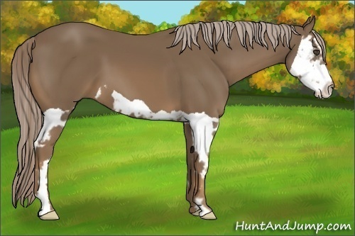 Horse Color:Chocolate Palomino Splash Frame