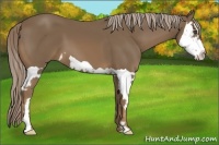 Horse Color:Chocolate Palomino Splash Frame