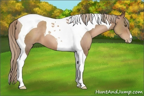 Horse Color:Liver Chestnut Pearl Tobiano 