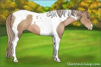 Horse Color:Liver Chestnut Pearl Tobiano