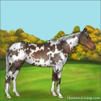 Horse Color:White Spotted Liver Chestnut