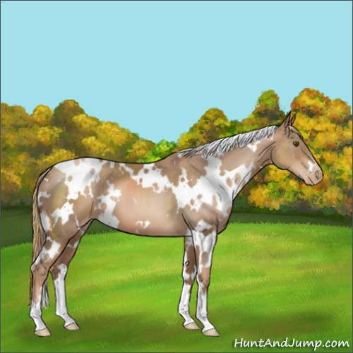 Horse Color:White Spotted Liver Chestnut Pearl
