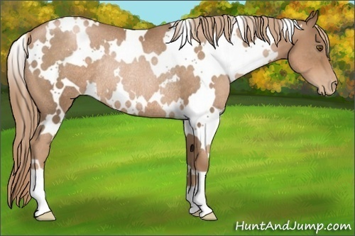 Horse Color:White Spotted Liver Chestnut Pearl Rabicano 