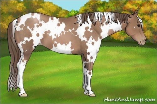 Horse Color:White Spotted Black Pearl 