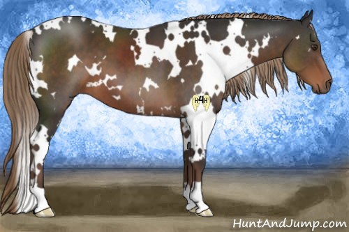 Horse Color:White Spotted Liver Chestnut