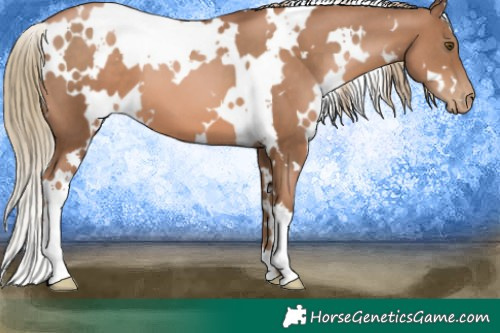 Horse Color:White Spotted Liver Chestnut Pearl 