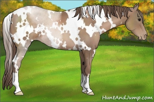 Horse Color:White Spotted Black Pearl 